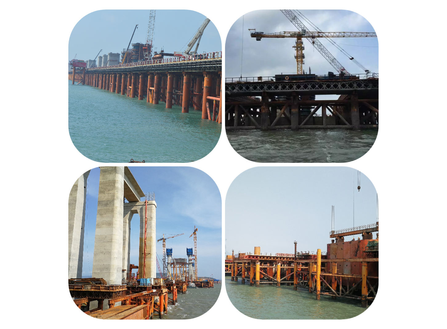 ����MS��ʨ�����